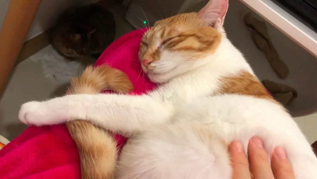 如何纠正猫咪的尿床行为,怎么彻底解决猫咪尿床