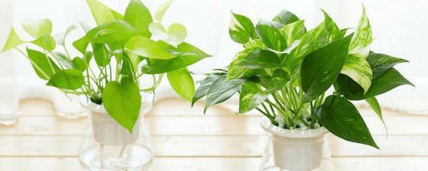 水培绿萝不生根,绿萝水培营养液