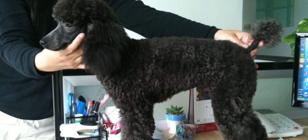 狗狗犯错能不能不喂吃的,狗狗对待食物的各种表现