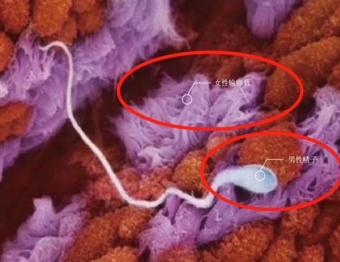 胎儿形成全过程曝光，9张高清图让你致敬母亲：母爱有多伟大