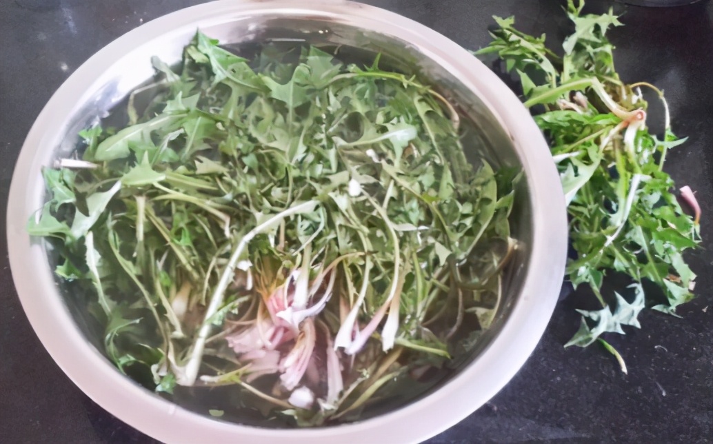 自制蒲公英茶为什么要杀青,蒲公英晒干了就可以直接泡水吗