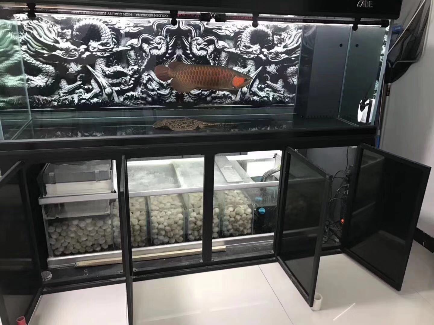 渔友张哥小视频,新鱼缸养锦鲤鱼正确的方法和技巧