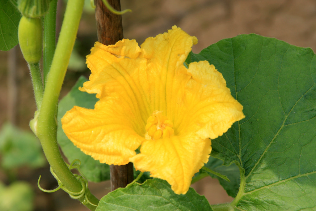 了解一种农作物的种植时间过程,种植各种农作物管理方法