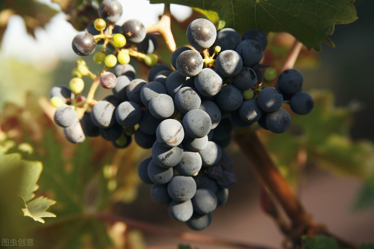 中秋佳节必吃的4种吉祥果,立秋建议多吃5样秋果