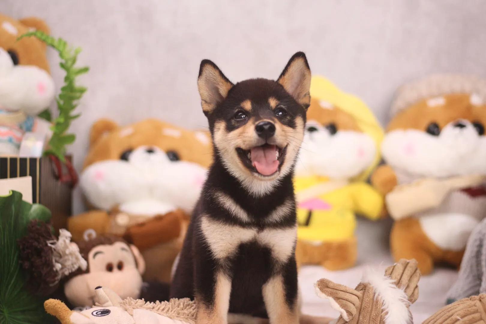 网上买柴犬被骗了怎么办,网上的柴犬是骗人的吗