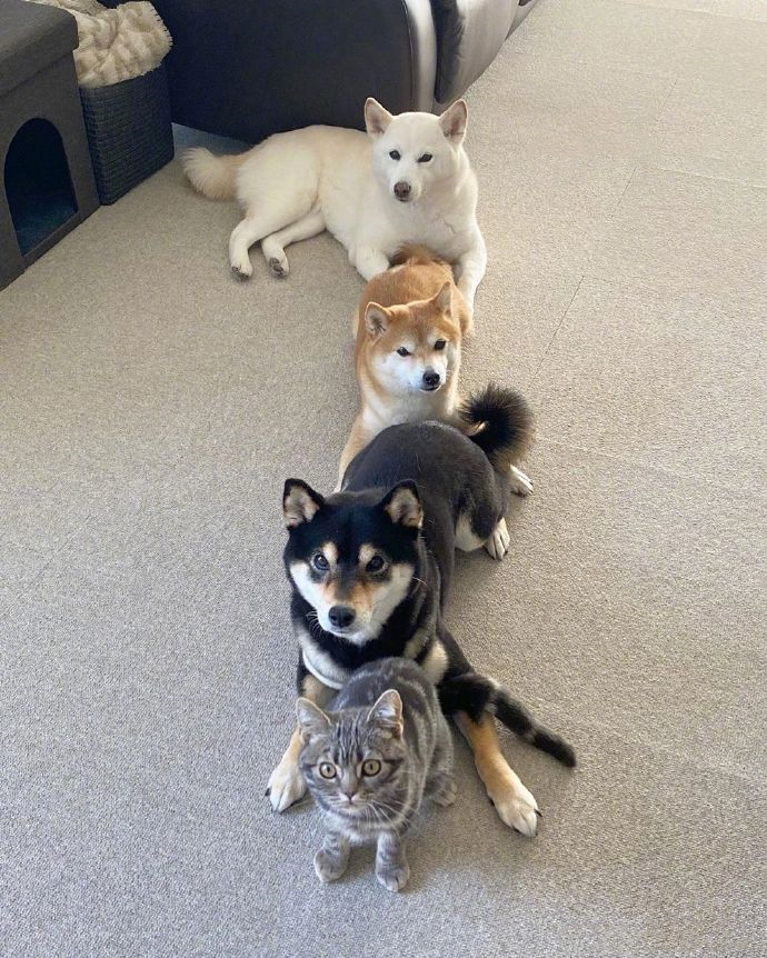 女子买了一只猫咪，和3只狗狗放在一起养，竟发现它逐渐狗化了