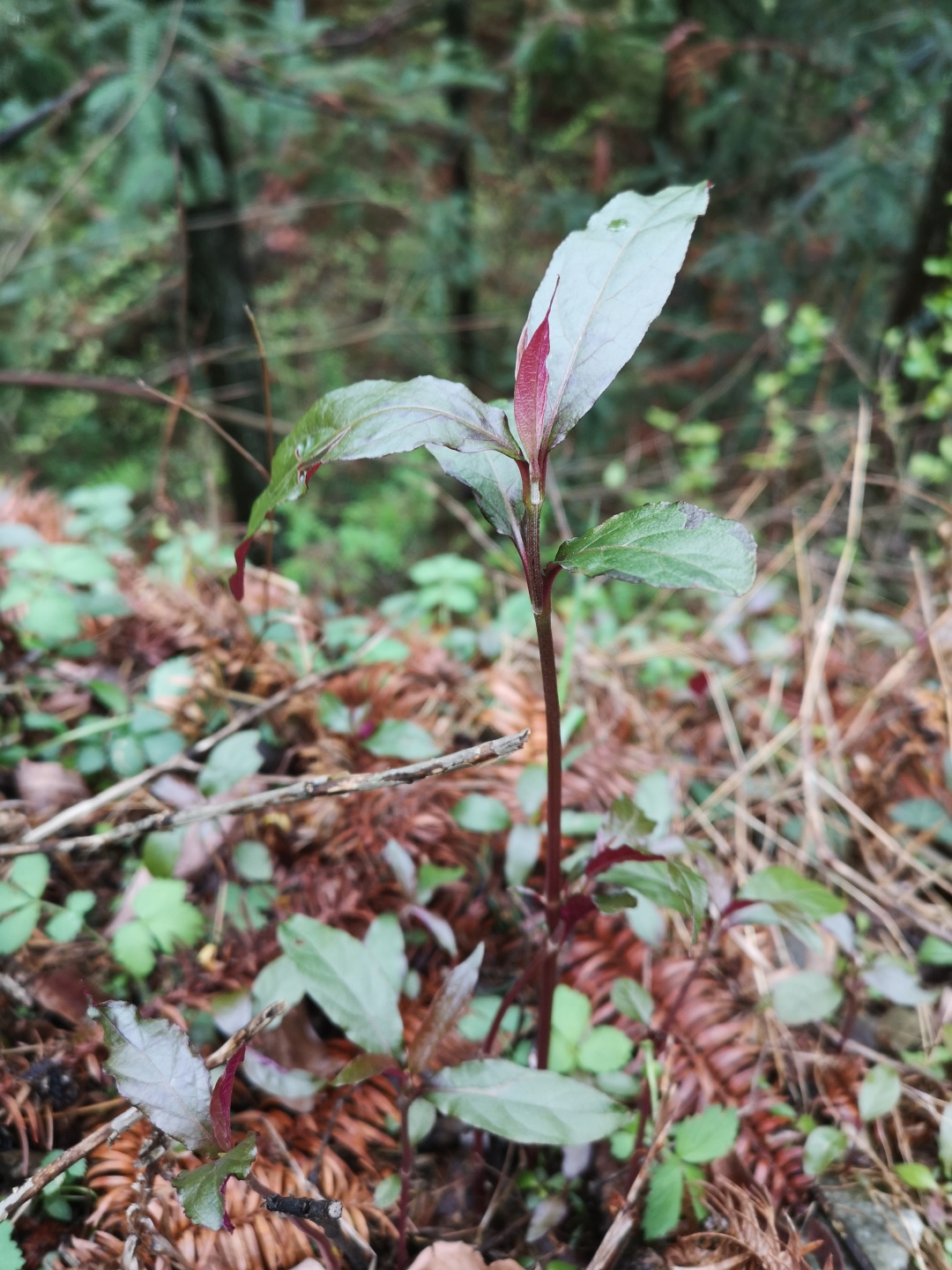 竹林深处探宝——只为了那一棵黄精