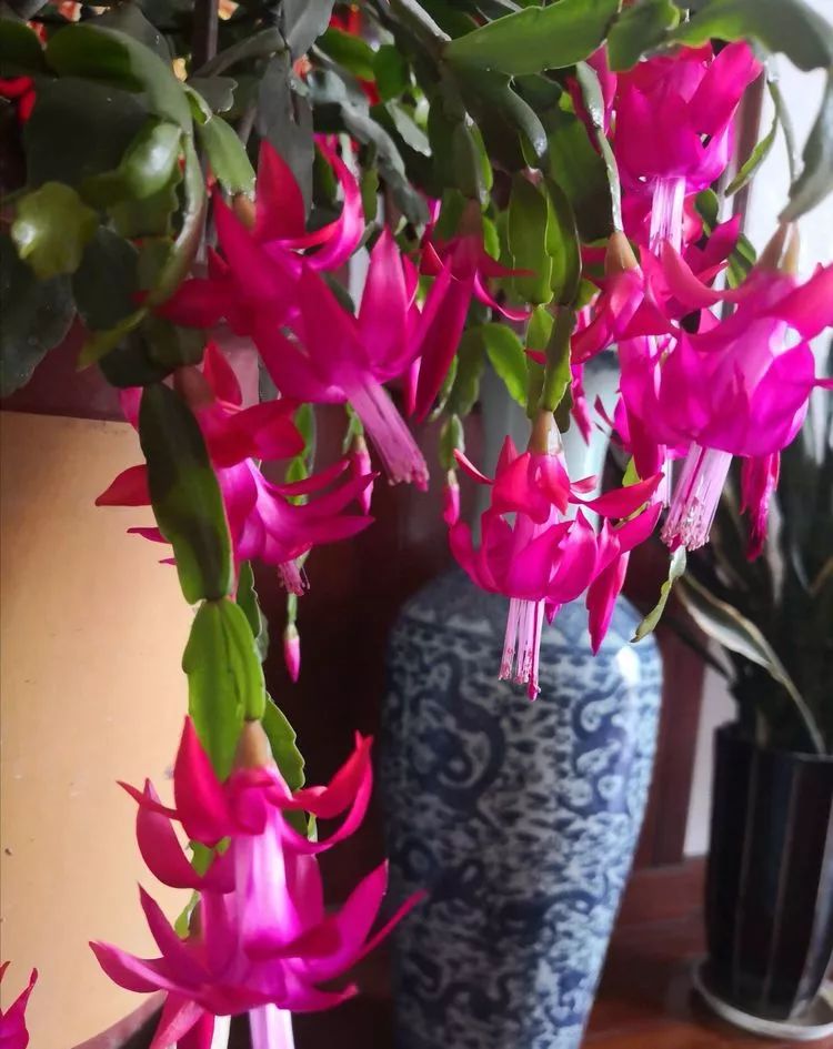 一花一叶一世界多肉,一花一世界多肉之美