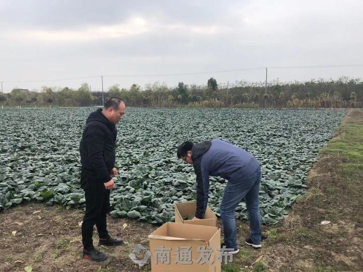黑塌菜如皋种植,如皋160亩黑塌菜