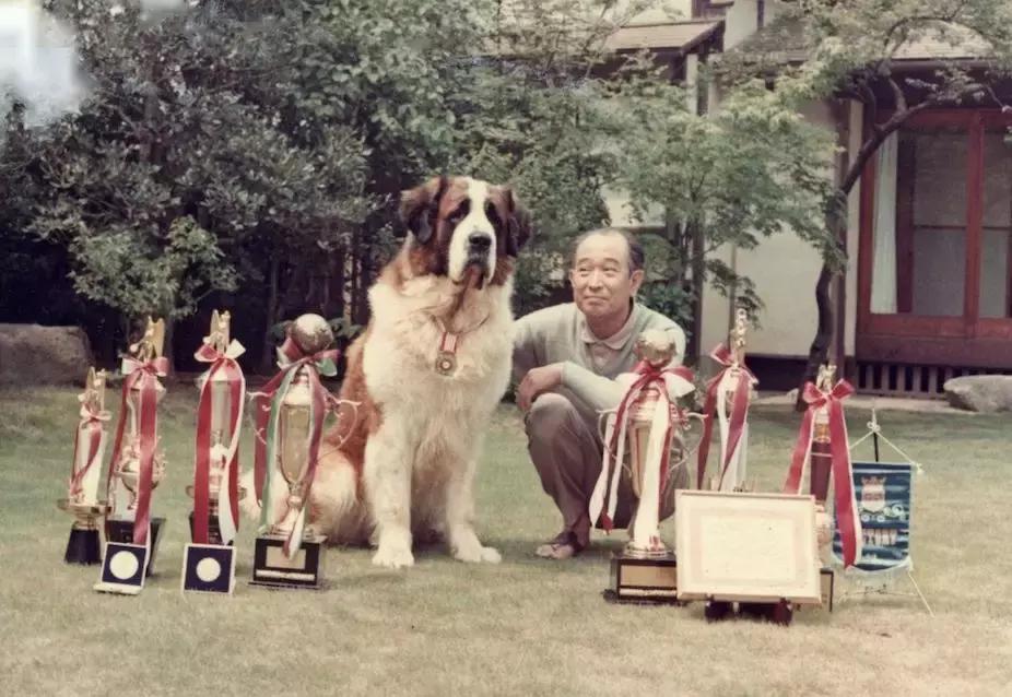 黑泽明经典电影,黑泽明电影解说