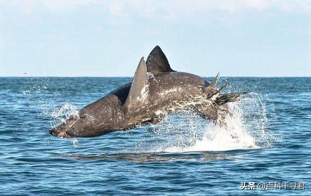 鲨鱼家族中最大的鲨鱼,鲨鱼家族哪个鲨鱼最大