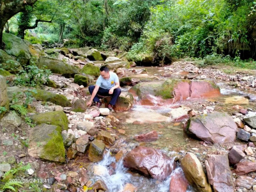 张家界的莓茶酥,张家界的莓茶是什么植物