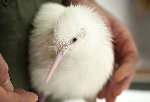 世界最罕见的十个杂交动物,不忍直视世界罕见的十大变异动物