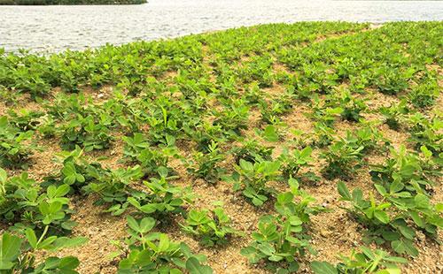 花生怎么防止黄曲霉菌发生,花生黄曲霉病防治