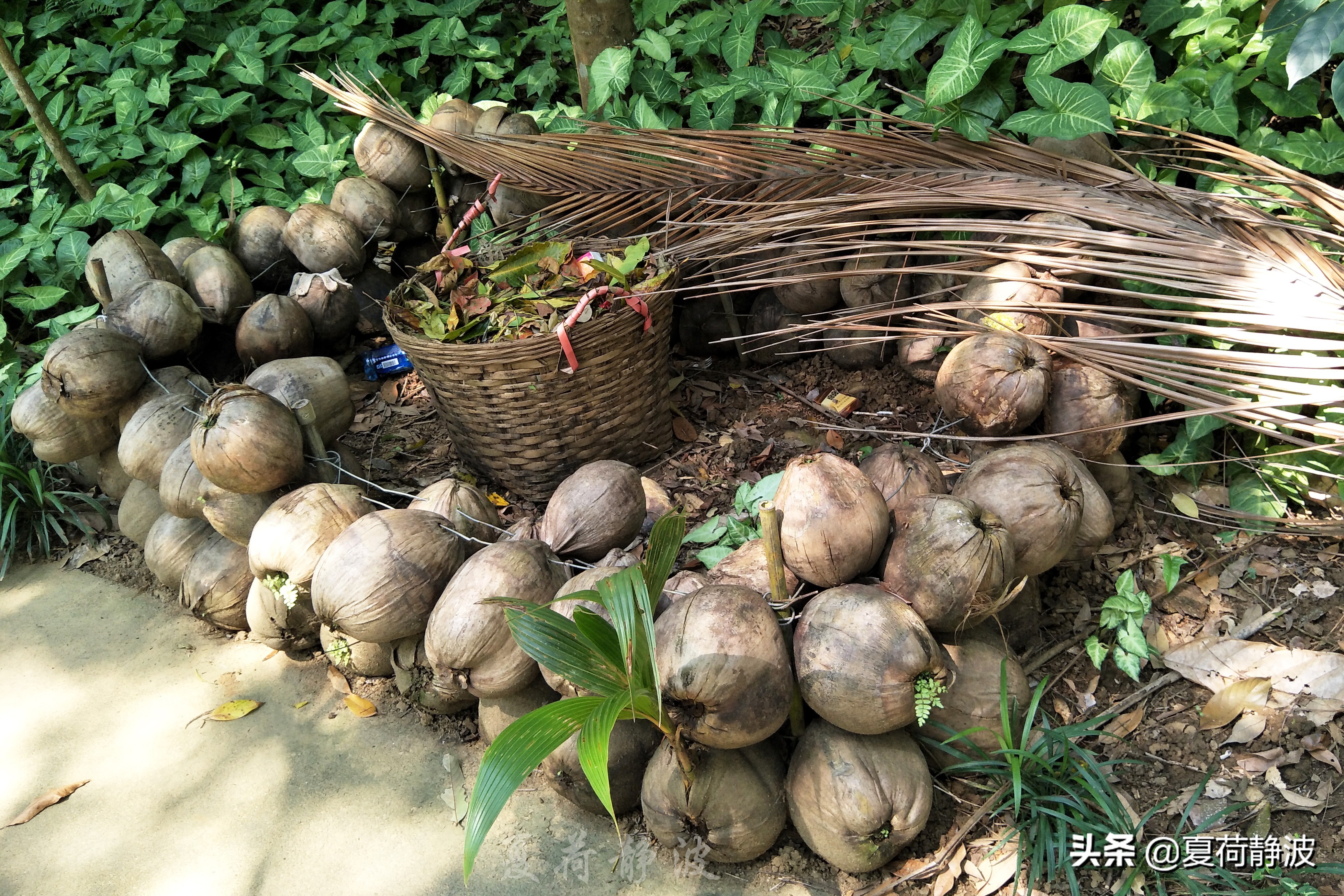 兴隆热带植物园攻略,万宁兴隆热带植物园