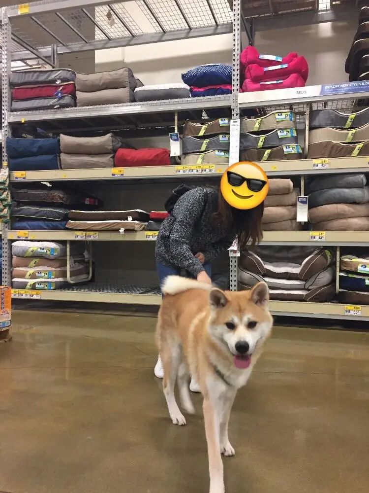 秋田犬是不是忠犬八公,秋田犬是不是中华田园犬