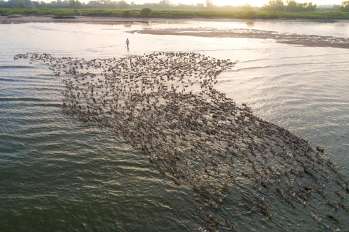 曾被村民错当*子骗**，如今靠拼多多逆袭，留学生的葫芦里卖得什么药