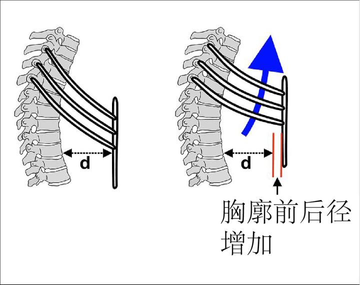 身体太厚是胖吗,身体很胖可是还是很虚是什么原因