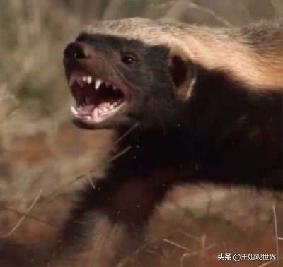 平头哥vs比特犬打架视频,比特犬大战平头哥实战视频