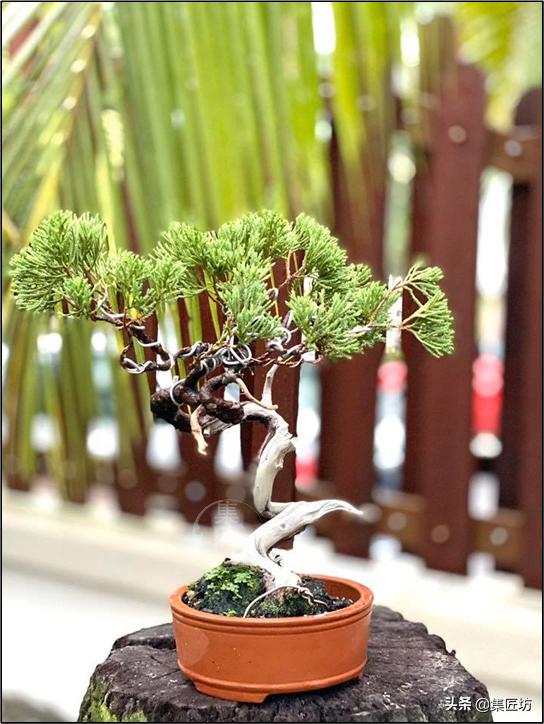 真柏出现针叶干枯失去光泽,济州真柏针叶发白不绿干瘪怎么办