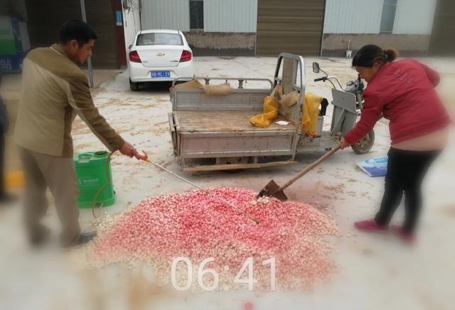 大蒜种植后可杀死菌虫吗,大蒜出现小黄虫怎么治