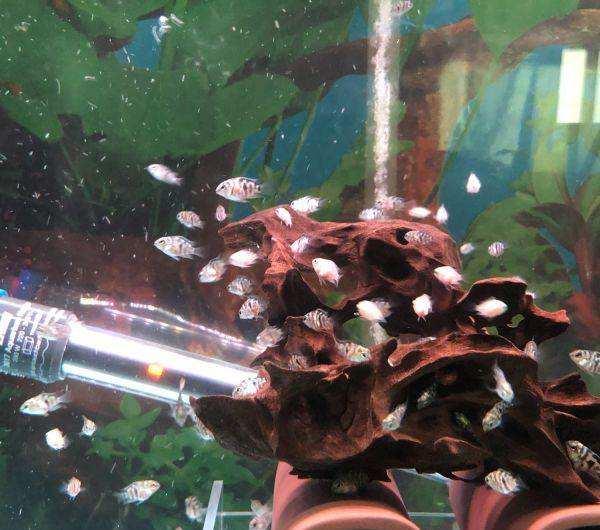 这四种嘴巴很贱的观赏鱼,优点就是很容易繁殖到爆缸!