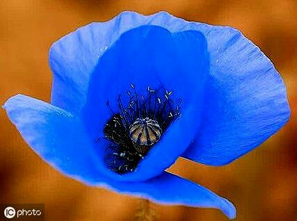 心理测试哪朵花最惊艳,心理学你最喜欢哪双眼睛