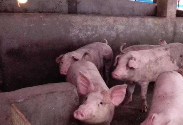 猪牛羊霉菌毒素中毒的表现,猪霉菌毒素中毒怎么治疗效果最好