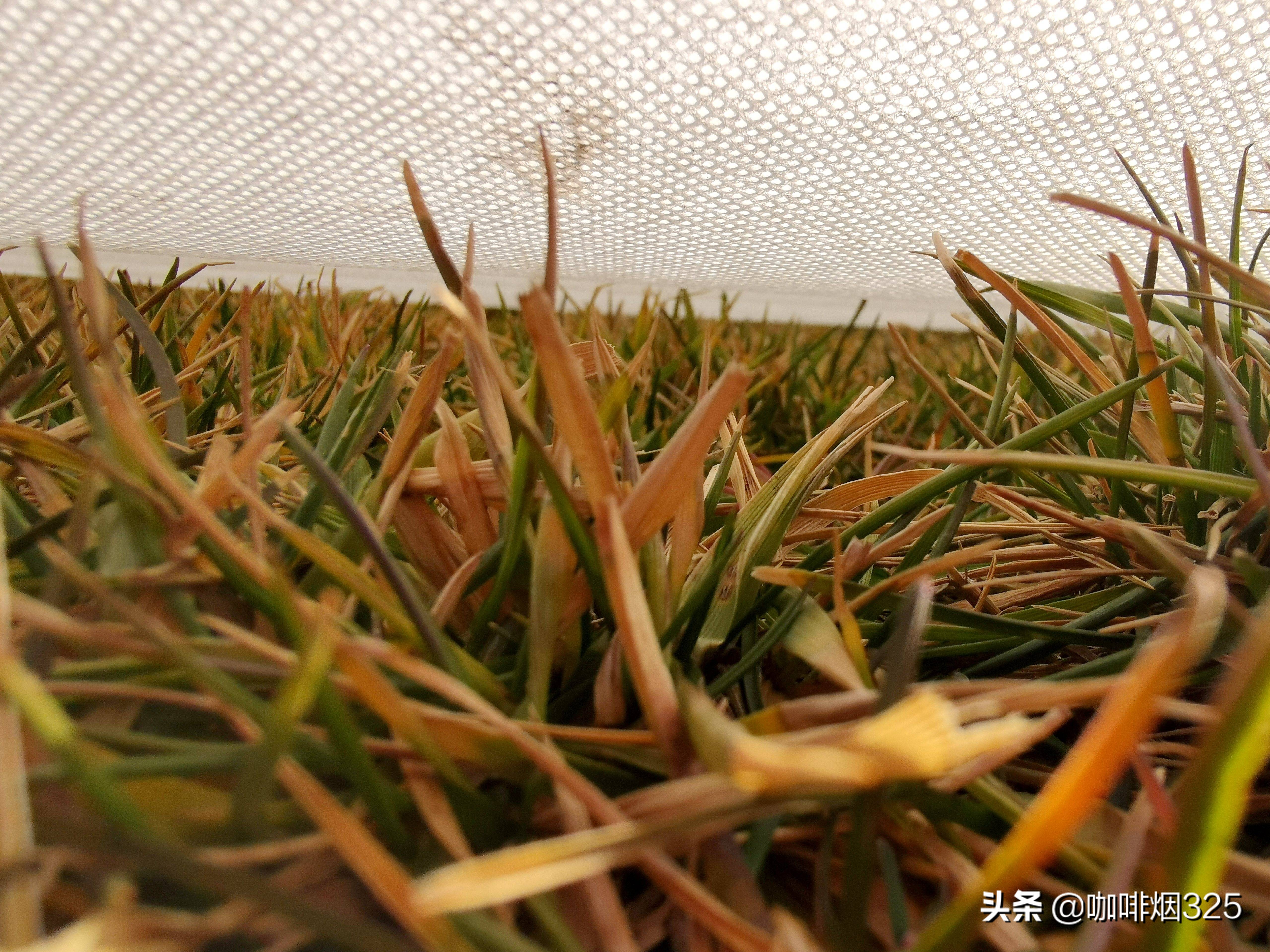 补种草坪视频,补种草皮最好的方法