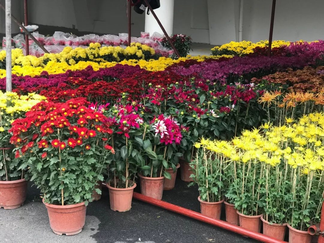 肇庆各区花市,2020肇庆市花市图片