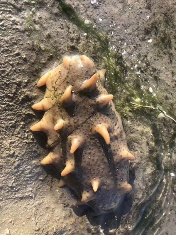 为什么网上卖的海参比较便宜,为什么网上白海参要比黑海参便宜