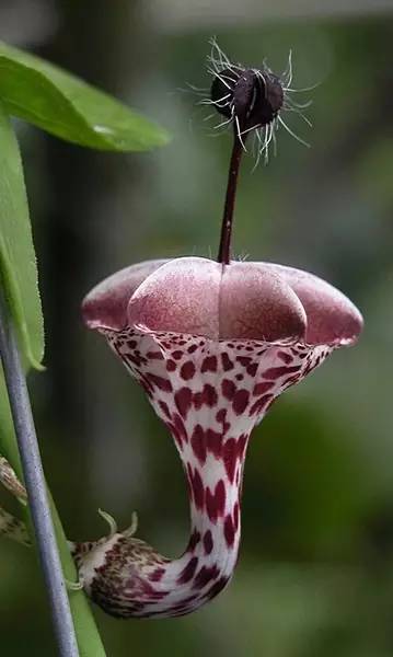 保证你没见过的新奇特植物 (令人大开眼界的植物世界)