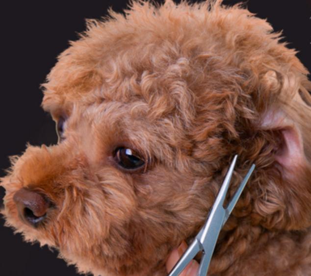 泰迪泪痕毛要剪掉吗,幼犬泰迪泪痕臭臭的