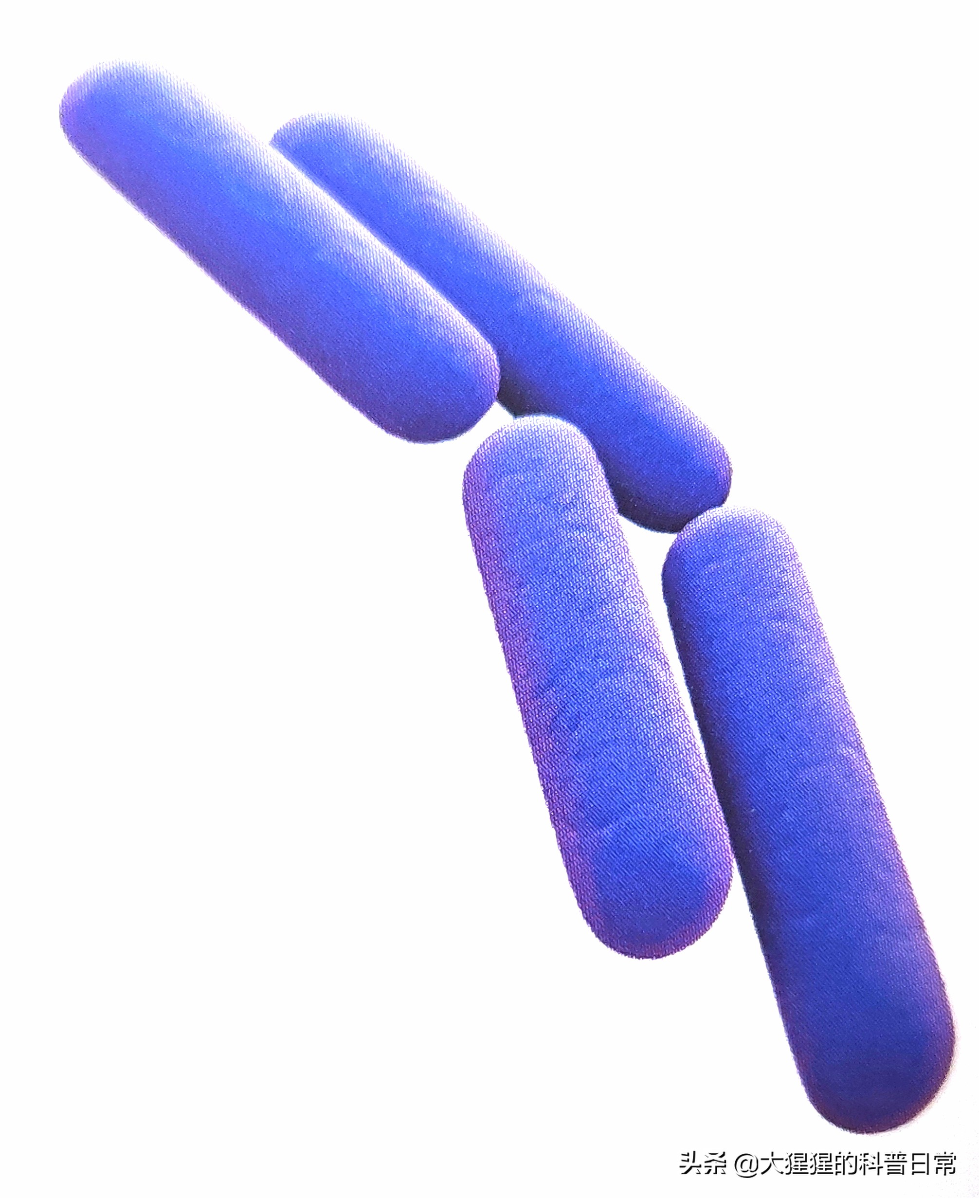 微生物原核生物,微生物照片原核生物