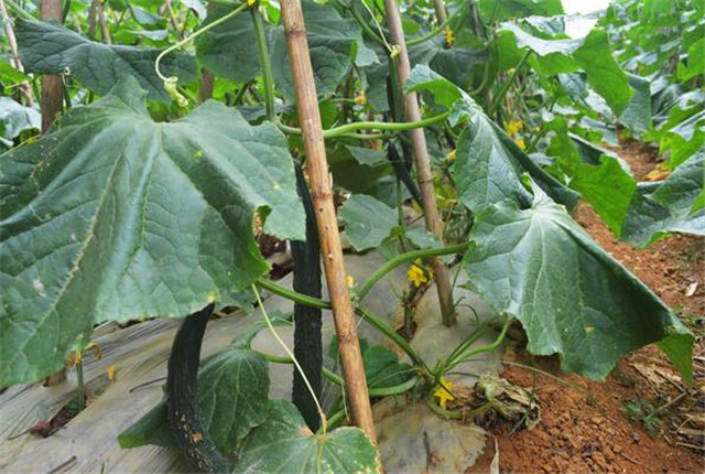 露天黄瓜种植怎样结瓜多产量高,黄瓜怎样种植产量高