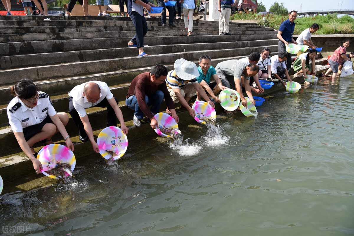 太阳鱼入侵四川哪些区域,太阳鱼能在河流里存活吗
