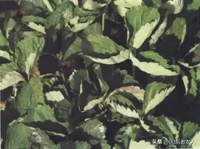 草莓白粉严重怎么治,草莓黑心病防治