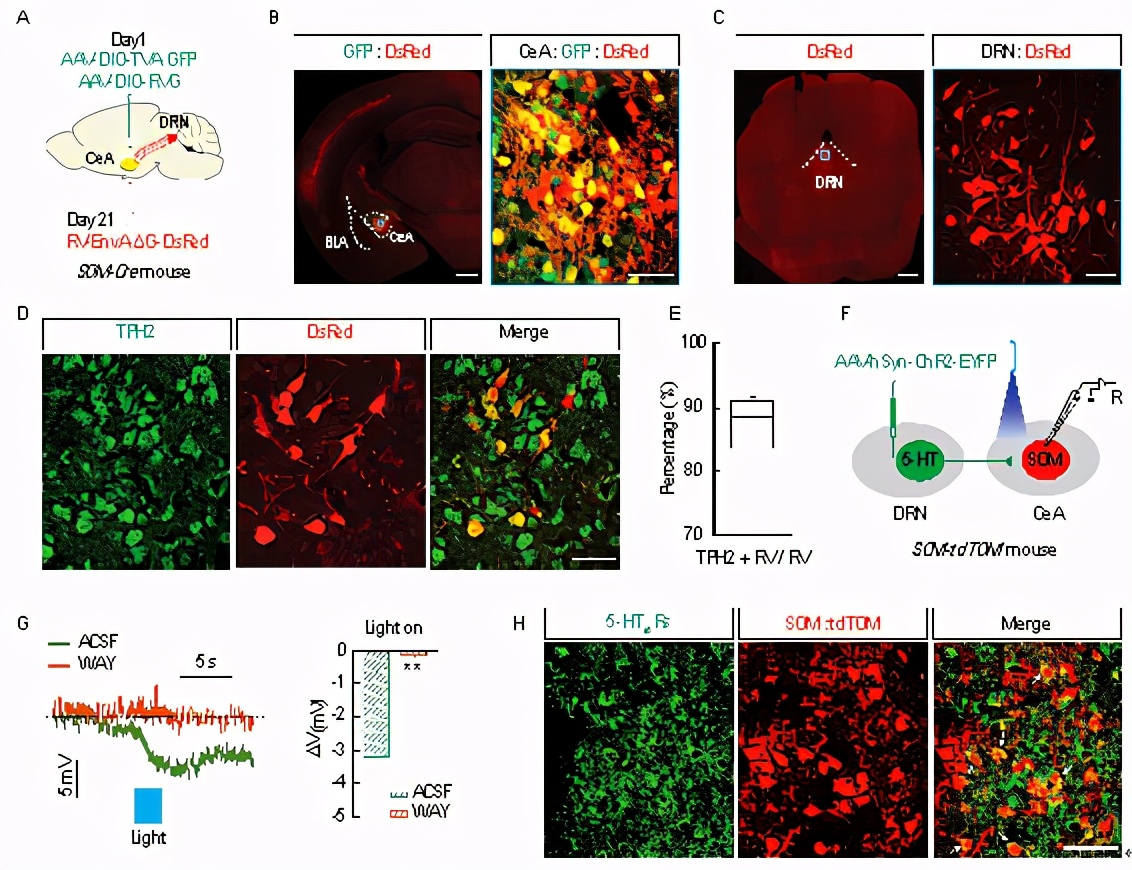 连发两篇！中科大张智组在疼痛—抑郁的神经环路方面取得重要进展