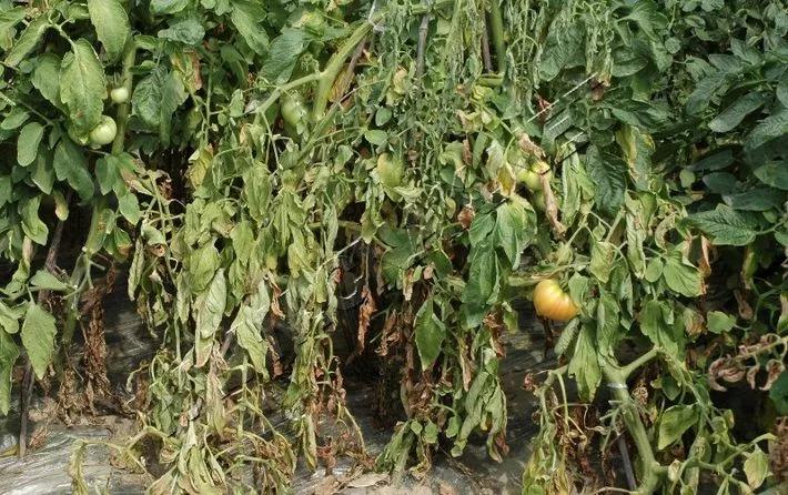 根腐病苗木灌根用什么药,土传病害常用灌根药