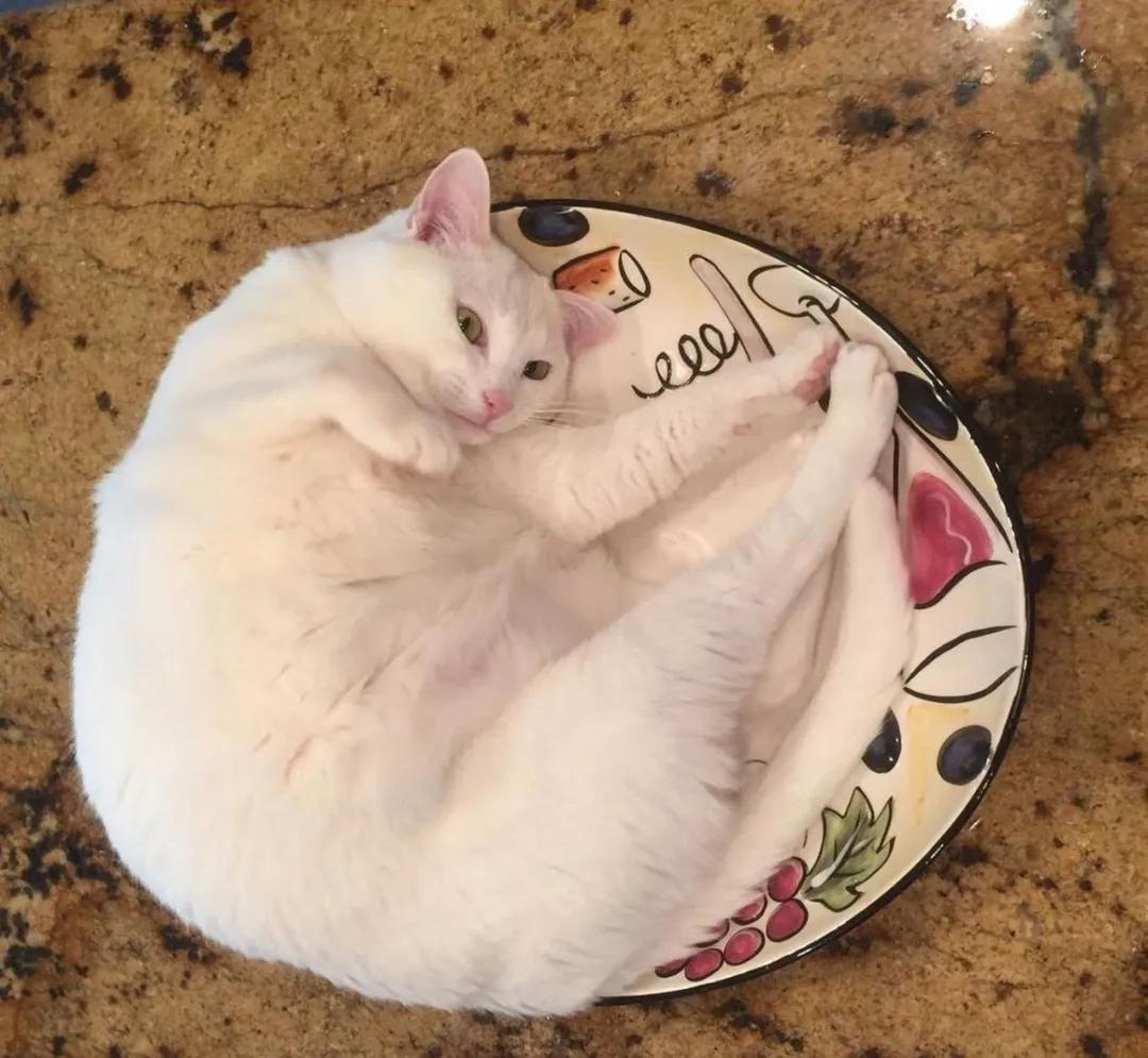 被救助的猫咪小胖胖,猫咪被罐头盒困了