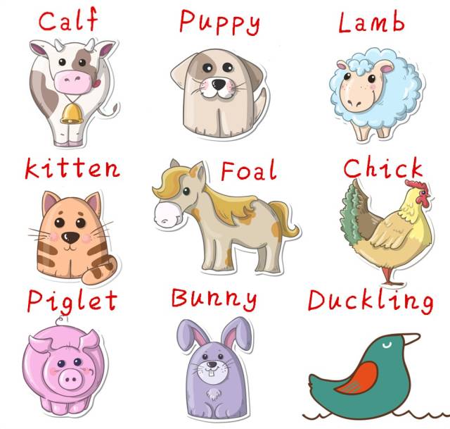 smalldog和littledog区别,小狗是littledog还是smalldog