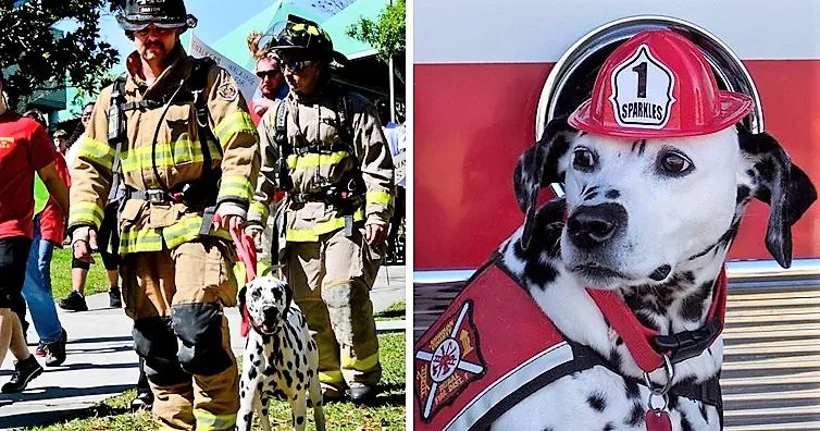 消防犬斑点狗技能,美国消防犬斑点狗