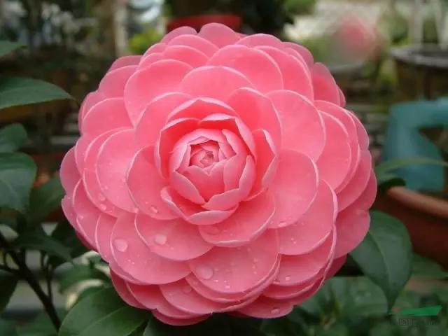 自己养的花不开花怎么回事,为什么我养的花不开花