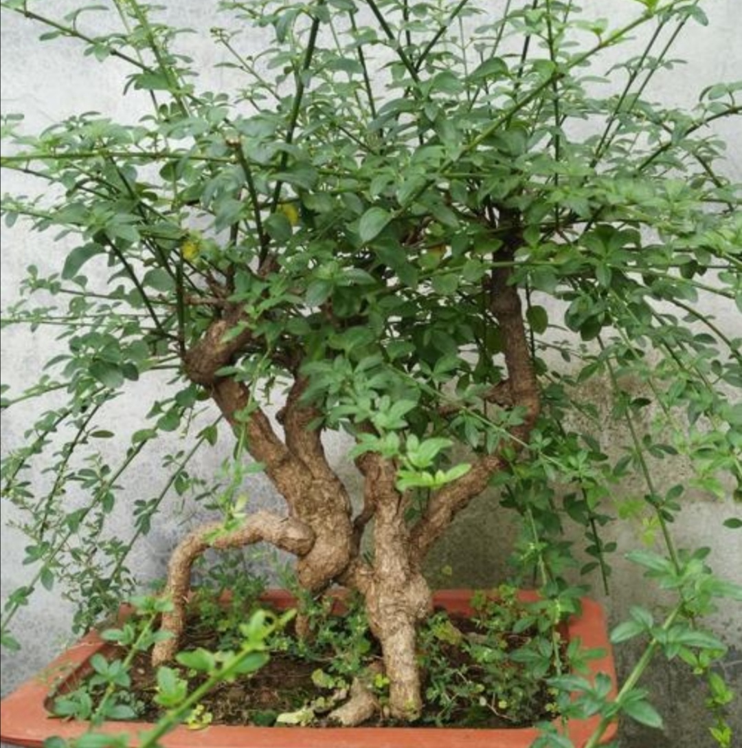 冬天养腊梅的方法,迎春花开春意来