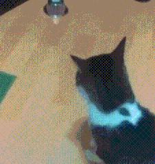 狗为什么爱吃猫粮,为什么狗爱吃白菜