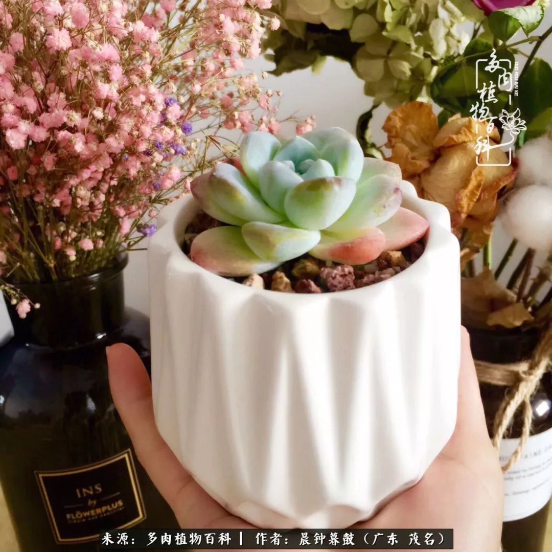 轻轻地告诉你,我的多肉也曾美过,不信你看看