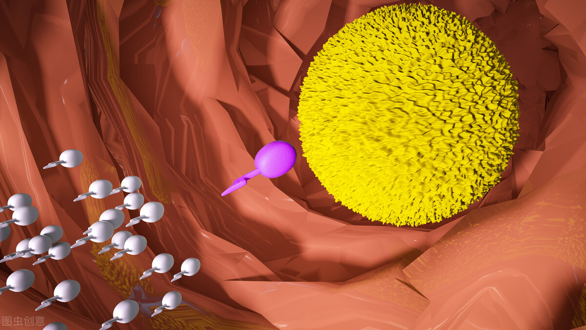 为什么所有雄性动物器官都一样,雄性动物生殖和排尿是同一系统