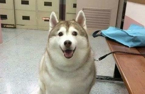 宠物医生雄爸：遭遇宠物杀手“犬瘟热”怎么办，这些办法可保狗命