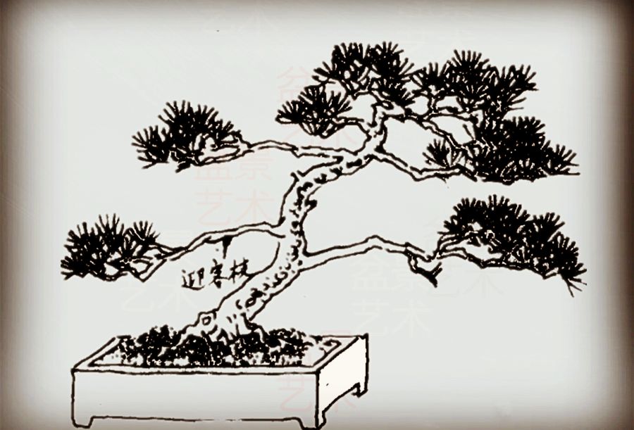 黑松造型的初步学习 (怎么给黑松造型)