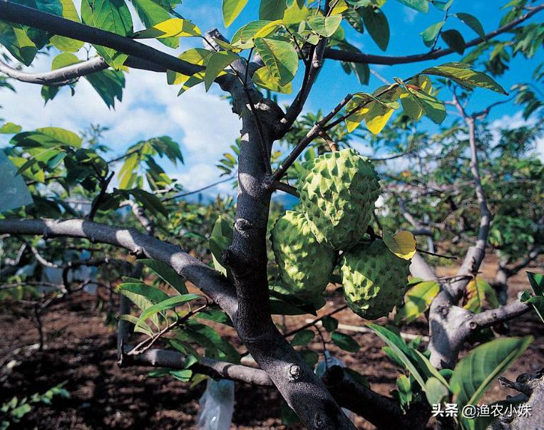越南十大水果排行,越南所有水果品种